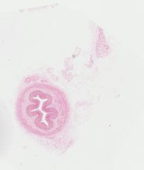 UAB-Histology-00320